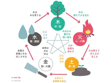 五行 木 性質|【四柱推命】木の五行の性格